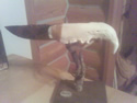 primitive knife picture