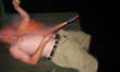 redneck picture